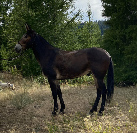 HorseID: 2284071 Jasper, Mule - PhotoID: 1063155