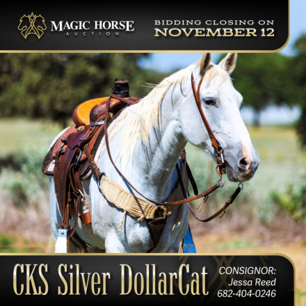 HorseID: 2284129 CKS Silver DollarCat - PhotoID: 1060091