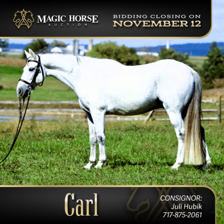 HorseID: 2284136 Carl - PhotoID: 1060099