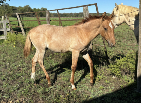 HorseID: 2284162 2024 AQHA colt - PhotoID: 1062454