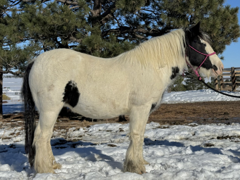 HorseID: 2284190 Five Stars Snow White - PhotoID: 1060165