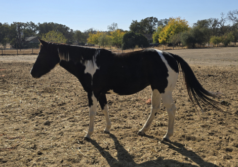 HorseID: 2284360 Cocos blue shadow - PhotoID: 1062425