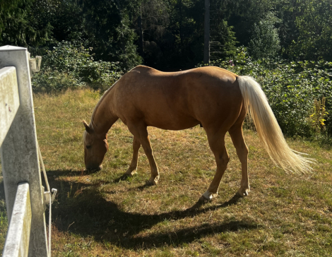 HorseID: 2284441 HR King Leo III - PhotoID: 1060462