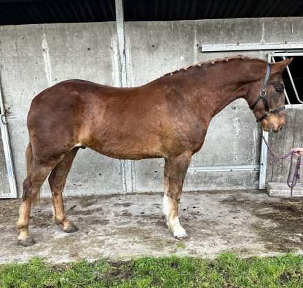 HorseID: 2284517 Moylough Ruby’s Legacy - PhotoID: 1060539