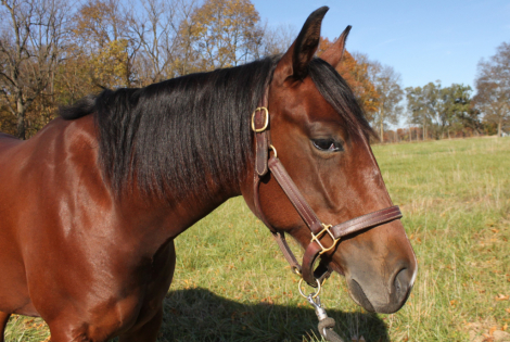 HorseID: 2284789 SW GRACEFULLY SPOOKED - PhotoID: 1060936