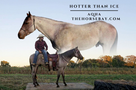 HorseID: 2284809 Hotter Than Ice - PhotoID: 1060976