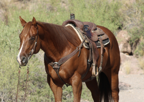 HorseID: 2284821 Cactus! Gorgeous Gelding for Sale. - PhotoID: 1060962