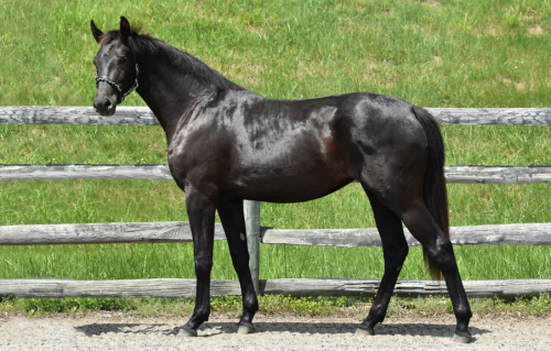 HorseID: 2284824 Rhapsody Noctis-DCSH - PhotoID: 1060966