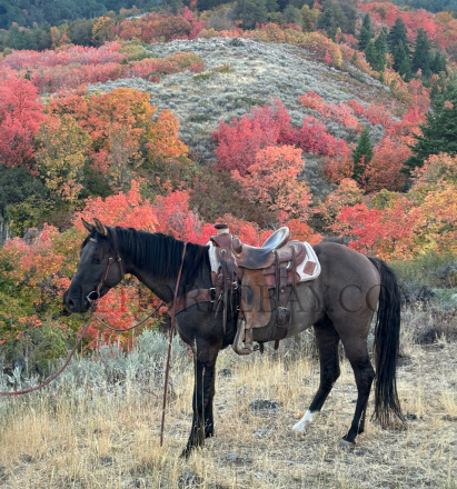 HorseID: 2284843 Cadillac Dun Got A Hemi - PhotoID: 1060983