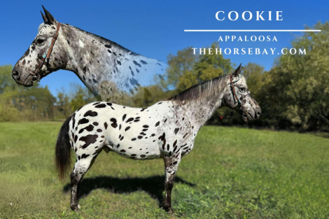 HorseID: 2284848 Cookie - PhotoID: 1060989