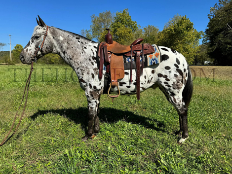 HorseID: 2284848 Cookie - PhotoID: 1060990