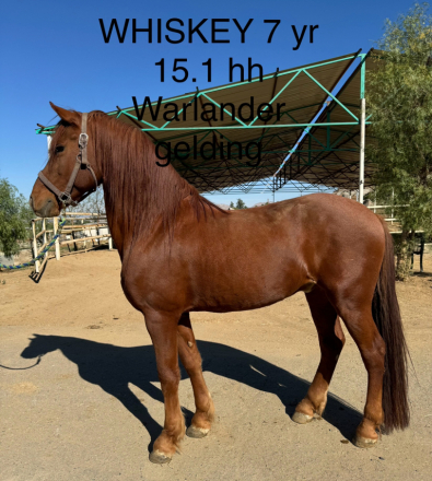 HorseID: 2284857 Whiskey - PhotoID: 1061014