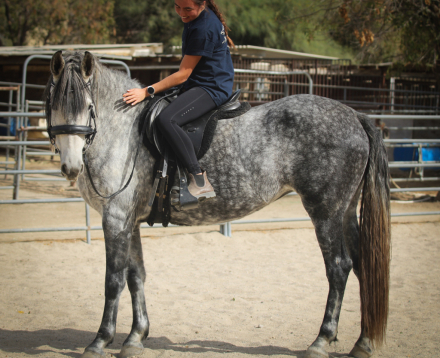 HorseID: 2284868 Hadassah - PhotoID: 1061022