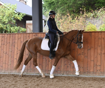 HorseID: 2284884 Florence - PhotoID: 1061034