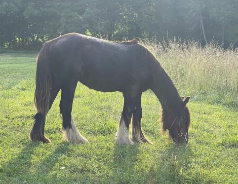 HorseID: 2284886 LaRochelle's Midnight Shadow - PhotoID: 1061093