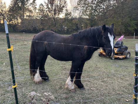 HorseID: 2284886 LaRochelle's Midnight Shadow - PhotoID: 1061093