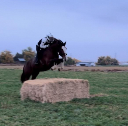 HorseID: 2284906 FBR Sirpreme Chasse - PhotoID: 1061135