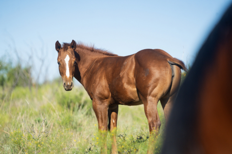 HorseID: 2284944 MECOM BLUE CAT - PhotoID: 1061082