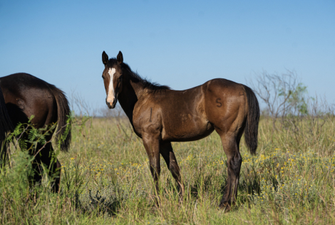 HorseID: 2284945 IRISH BLUEWATERFAME - PhotoID: 1061083