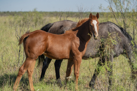 HorseID: 2284946 BLUE FIRE MOON - PhotoID: 1061084