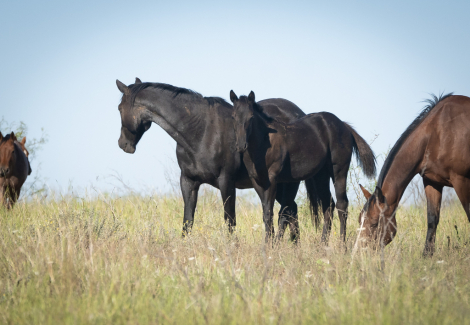 HorseID: 2284949 NERO FIREWATER - PhotoID: 1061089