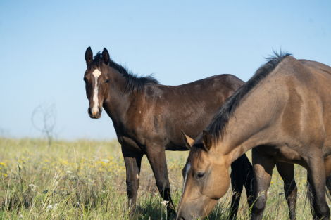 HorseID: 2284950 TENS FIRE EASTER - PhotoID: 1061090