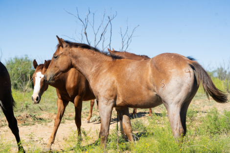 HorseID: 2284952 BLUE FIESTAS STAR - PhotoID: 1061091