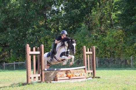 HorseID: 2284953 Barney BSS - PhotoID: 1061181