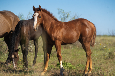 HorseID: 2284959 WHIZ WATER BOOTS - PhotoID: 1061098