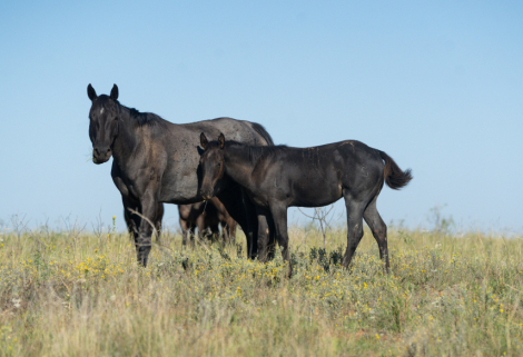 HorseID: 2284964 LITTLE FIRE IRISH - PhotoID: 1061108