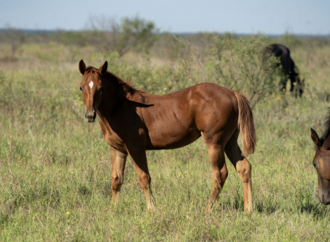 HorseID: 2284966 QUENTICE SAN WATER - PhotoID: 1061109