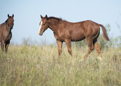 HorseID: 2284969 SONITAS WATER CHARM - PhotoID: 1061110