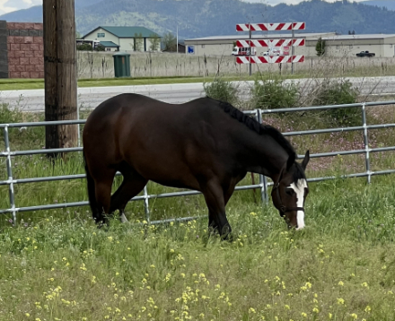 HorseID: 2284974 Just A Sweet Talker - PhotoID: 1061121