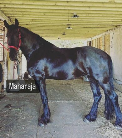 HorseID: 2284997 Maharaja - PhotoID: 1061136