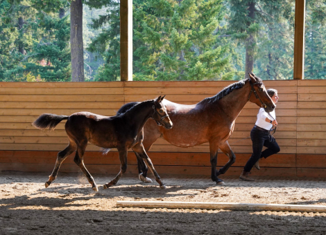 HorseID: 2285006 E'owyn Goldenstar - PhotoID: 1061146