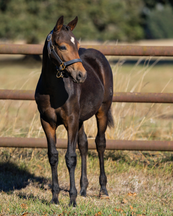 HorseID: 2285006 E'owyn Goldenstar - PhotoID: 1061147