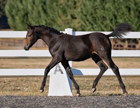 HorseID: 2285006 E'owyn Goldenstar - PhotoID: 1061149