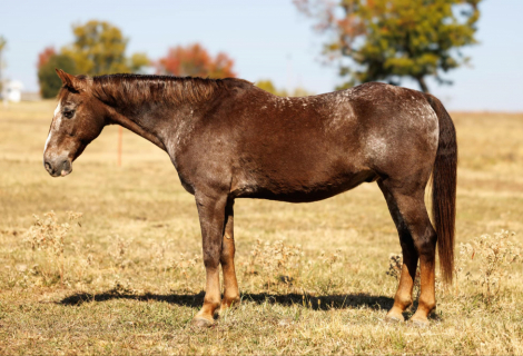 HorseID: 2285011 Rascal LW - PhotoID: 1061231