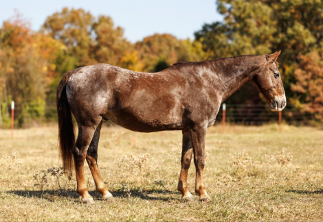 HorseID: 2285011 Rascal LW - PhotoID: 1061232