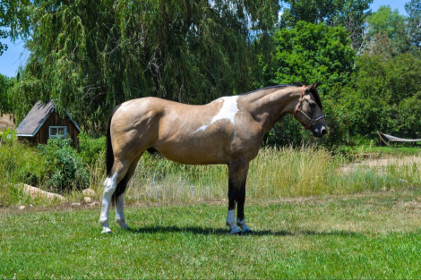 HorseID: 2285012 Ima Smokey Pep Kid - PhotoID: 1061225