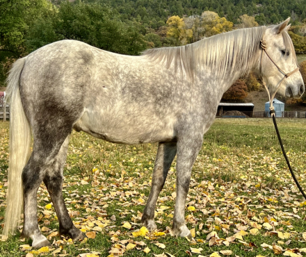 HorseID: 2285035 Gibby - PhotoID: 1061257