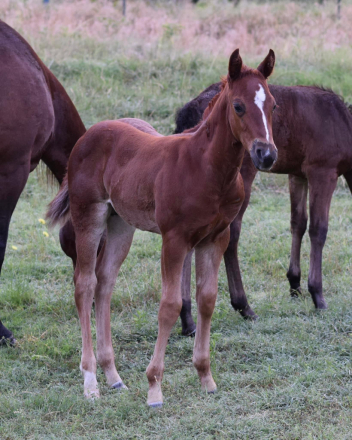 HorseID: 2285042 Wright Turn Clyde - PhotoID: 1061280