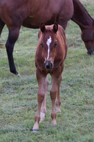 HorseID: 2285042 Wright Turn Clyde - PhotoID: 1061281