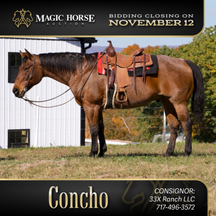 HorseID: 2285052 Concho - PhotoID: 1061303