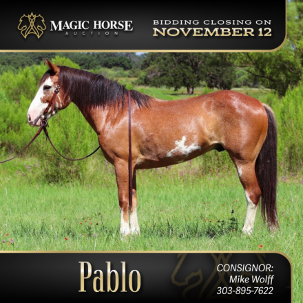 HorseID: 2285055 Pablo - PhotoID: 1061304