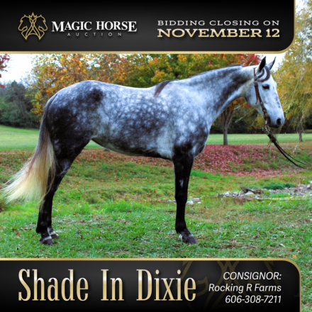 HorseID: 2285057 Shade In Dixie - PhotoID: 1061305