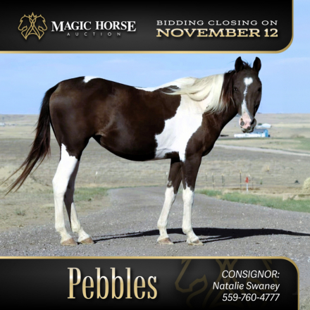 HorseID: 2285058 Pebbles - PhotoID: 1061306