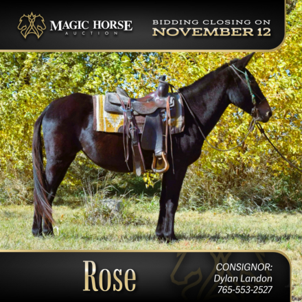 HorseID: 2285062 Rose - PhotoID: 1061309