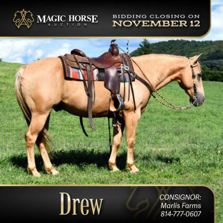 HorseID: 2285063 Drew - PhotoID: 1061310