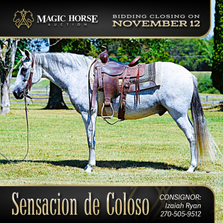 HorseID: 2285064 Sensacion do Coloso - PhotoID: 1061311